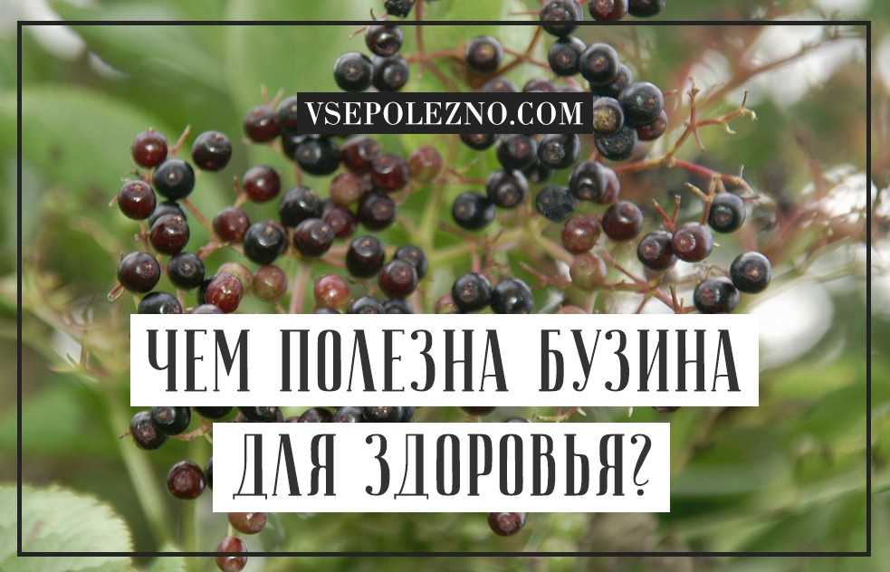 Бузина польза и вред для здоровья. Бузина чёрная. Бузина бывает полезной. Бузина в пищевой промышленности. Черная Бузина от онкологии.