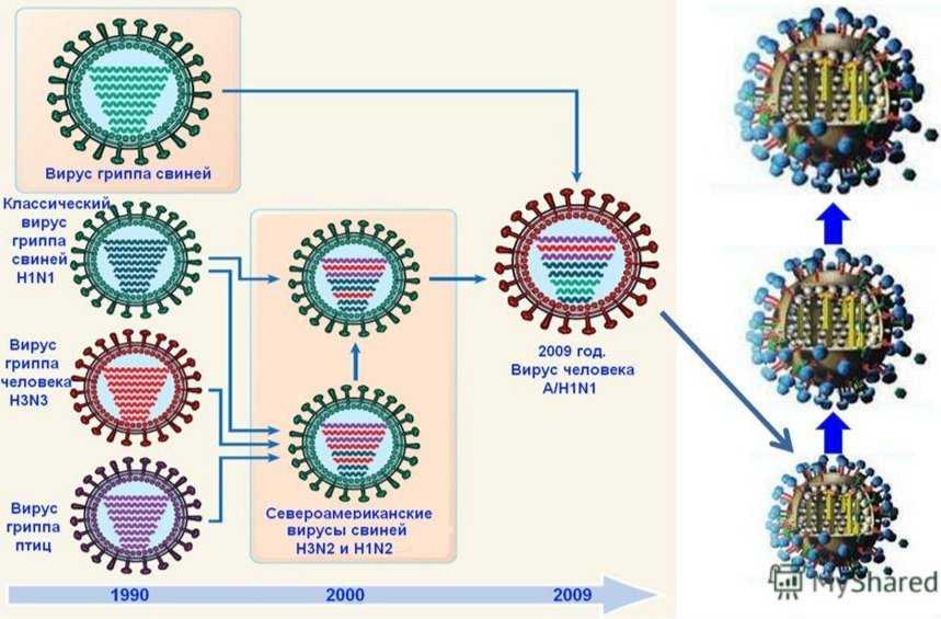 Группа вирусов гриппа. Схема строения вируса гриппа. Мутации вируса гриппа. Схематическая структура вируса гриппа. Вирус гриппа схема.