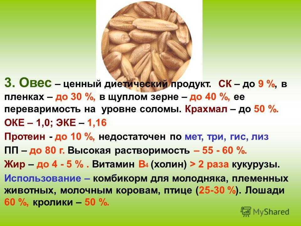 Овес состав. Зерновые злаковые корма. Пищевая ценность овса. Витамины в зерне. Химический состав овса.