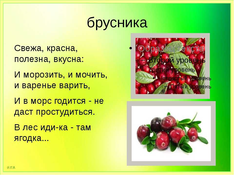 Песня брусника. Детские стихи про бруснику. Клюква презентация. Клюква для детей. Рассказ о бруснике.