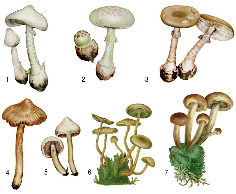 Какие грибы не ядовитые картинки