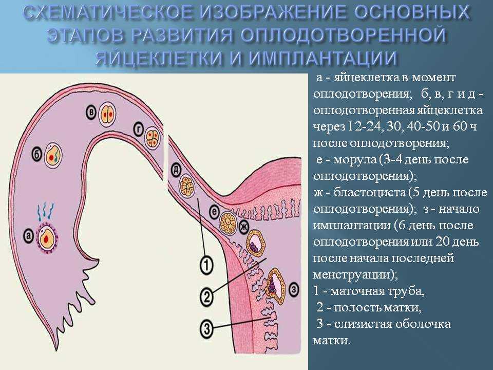 Рассмотрите рисунок 94 найдите место где изображен процесс овуляции