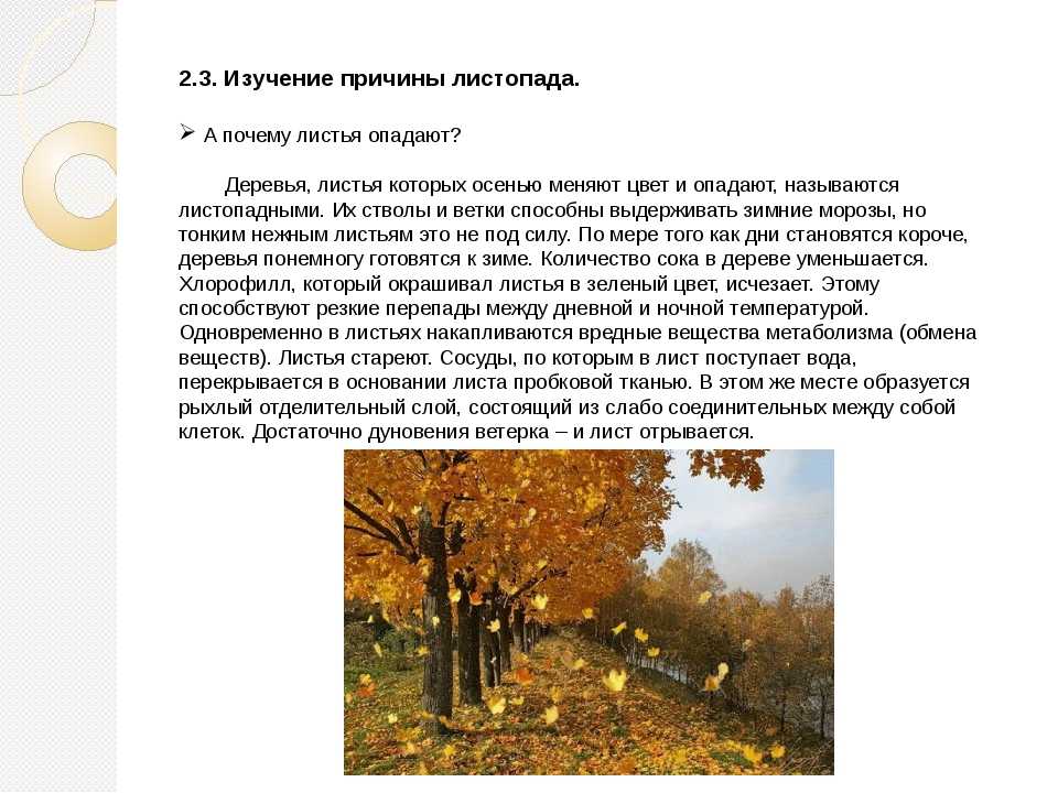 Опадет листва слова. Причины листопада осенью. Почему опадают листья. Почему опадают листья осенью. Презентация почему опадают листья.