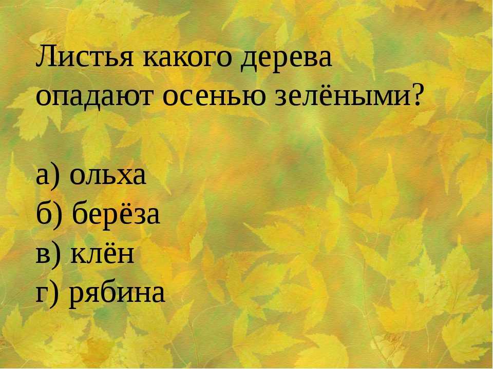 Поздно опадают листья. Какие листья желтеют осенью. У каких деревьев опадают листья. Какие деревья опадают первыми. Какие деревья желтеют осенью.