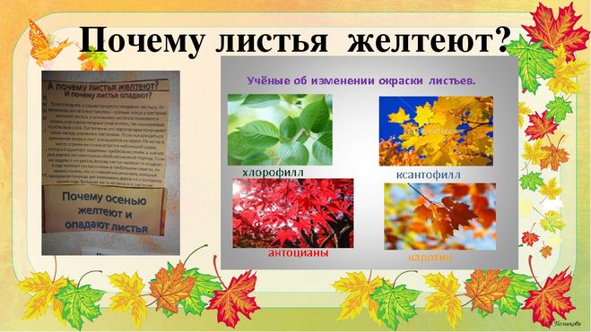 Отчего изменяется окраска листьев. Исследовательская работа почему желтеют листья. Почему листья желтеют осенью для детей. Почему желтеют листья осенью на деревьях для детей. Почему желтеют листья осенью для дошкольников.