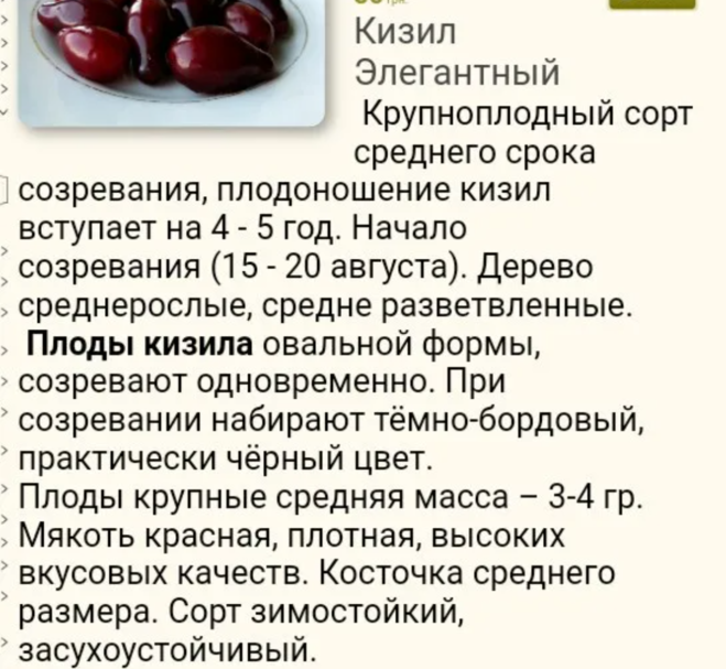 Полезные свойства кизила. Кизил описание сорта. Чем полезен кизил. Кизил элегантный описание сорта. Кизил полезные свойства.