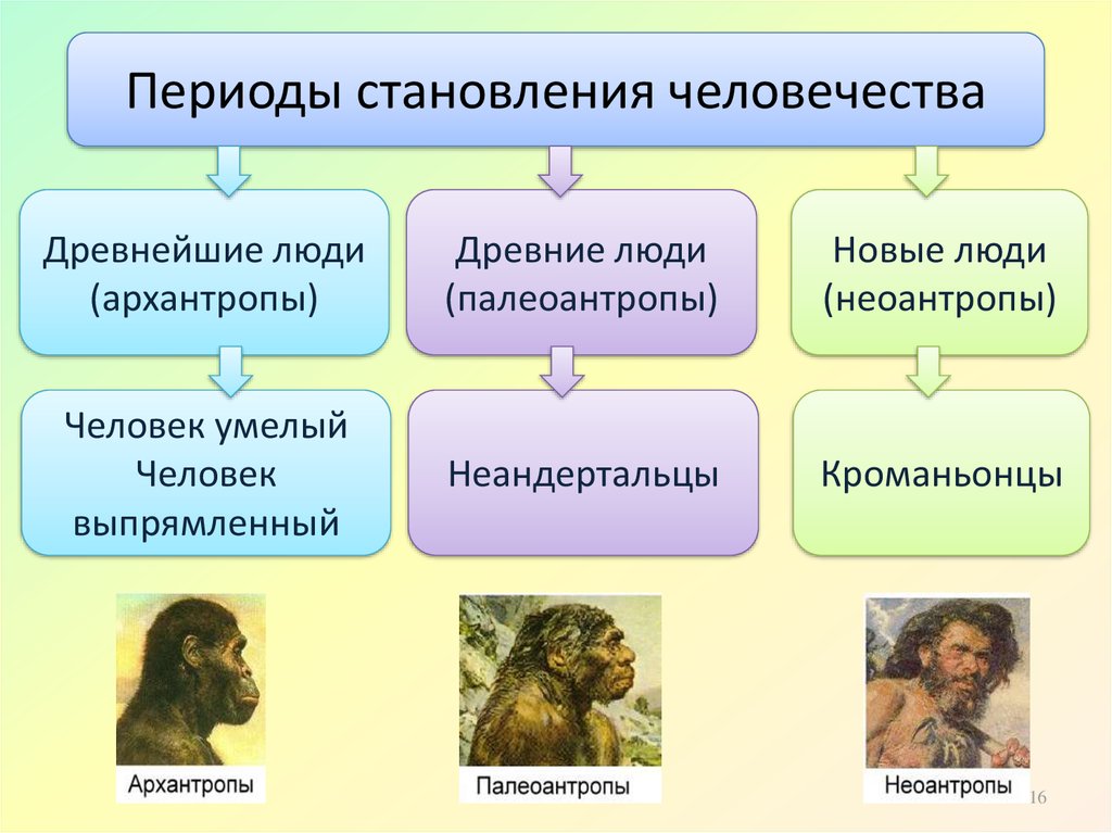 Особенности строения неандертальца. Питекантроп и архантроп. Этапы эволюции человека архантропы. Древнейшие люди архантропы. Древнейшие люди и предшественники человека.