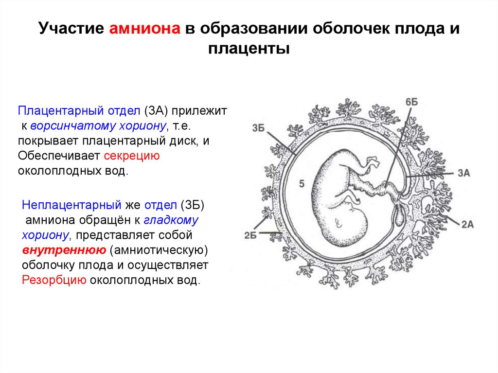 Плацента на рисунке