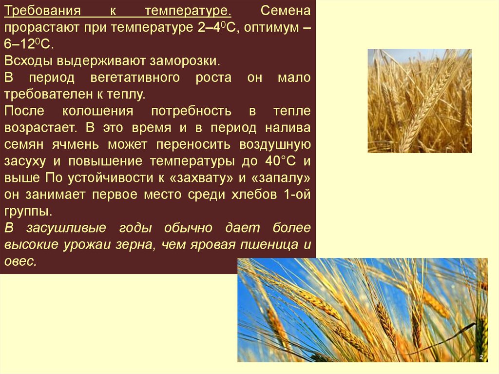 Какие зерновые культуры выращивали в россии. Технология возделывания ярового ячменя. Технология выращивания ярового ячменя. Условия возделывания ячменя. Природные условия возделывания ячменя.