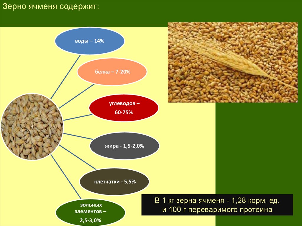 Замените пшеничные зерна. Характеристика зерновызткультур. Ячмень зерно. Зерновые корма. Зерновые культуры строение.