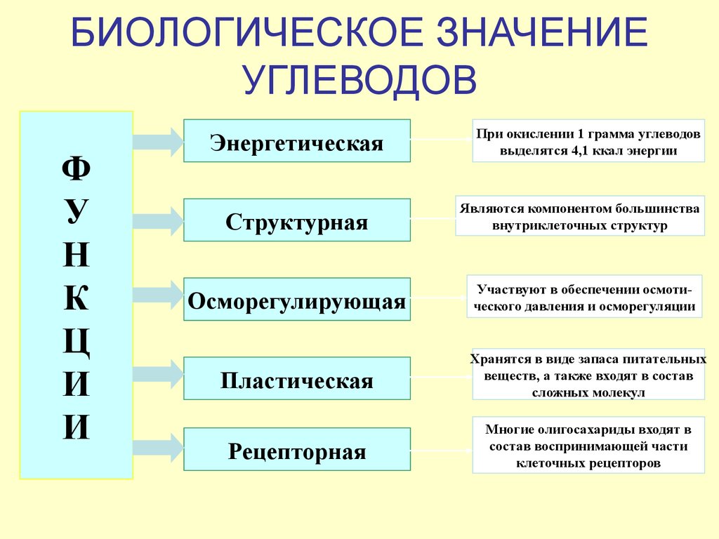 Углеводы и их роль в живой природе презентация