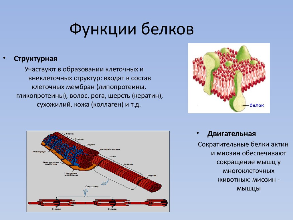 Функции белка в организме животных