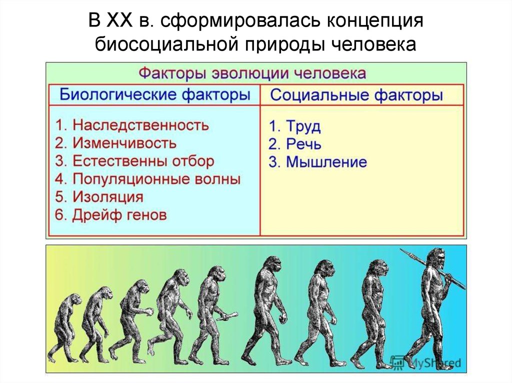 Эволюция человека биология проект