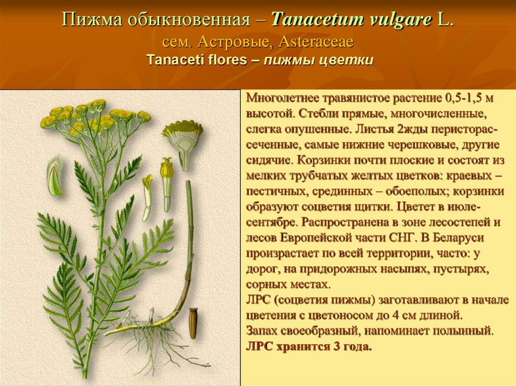 Лекарственное растение пижма презентация