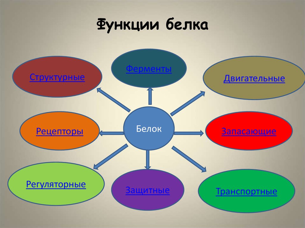 Проект на тему функции в жизни человека