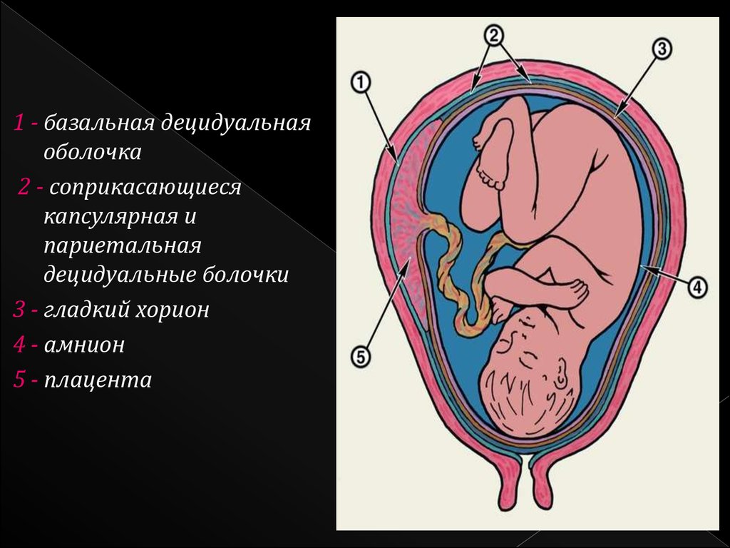 Образование плаценты прикрепление зародыша. Децидуальная оболочка плаценты. Амнион хорион децидуальная оболочка. Децидуальная оболочка материнской части плаценты. Строение плаценты децидуальная оболочка.