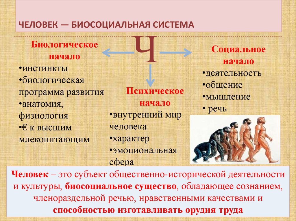 Презентация биологическое и социальное в человеке огэ обществознание