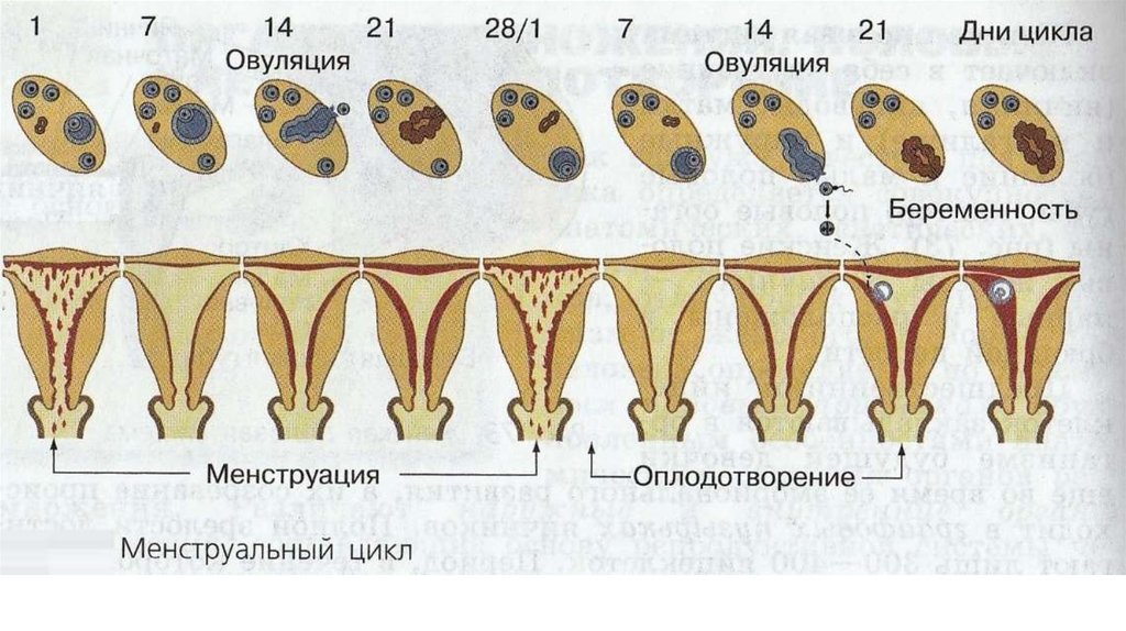 Процесс оплодотворения женщины схема