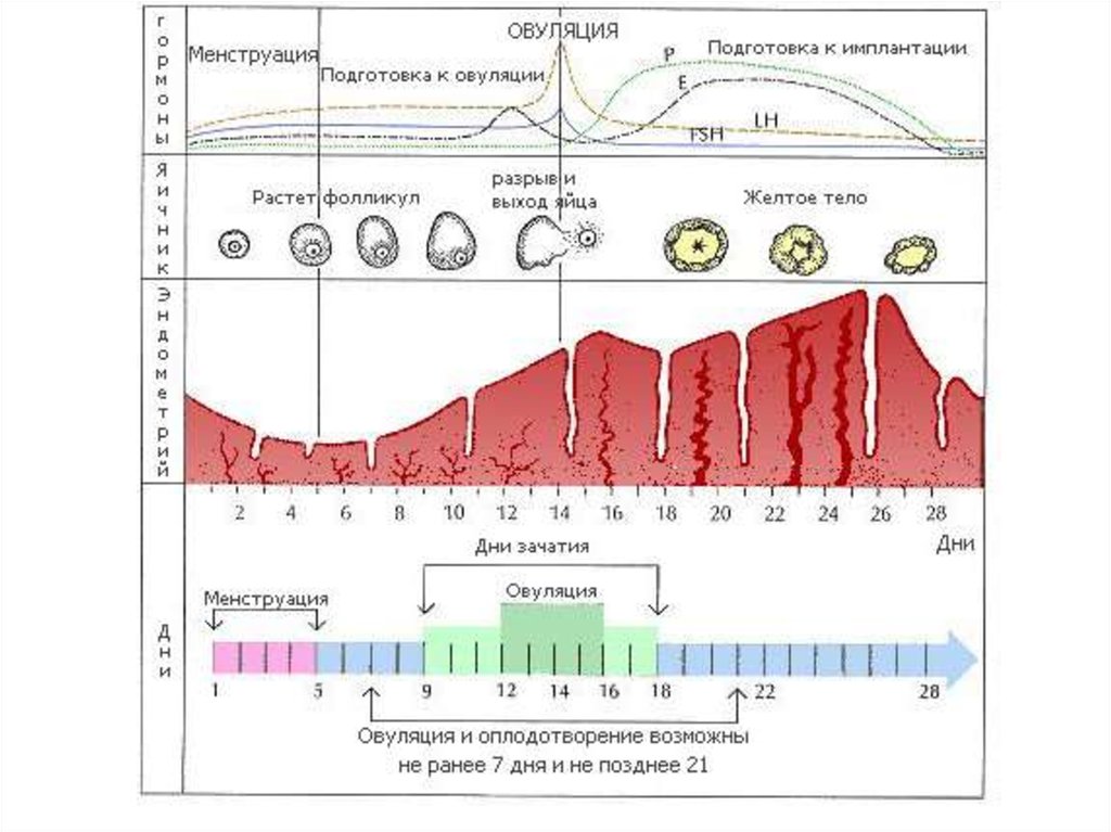 Схема овуляции в картинках