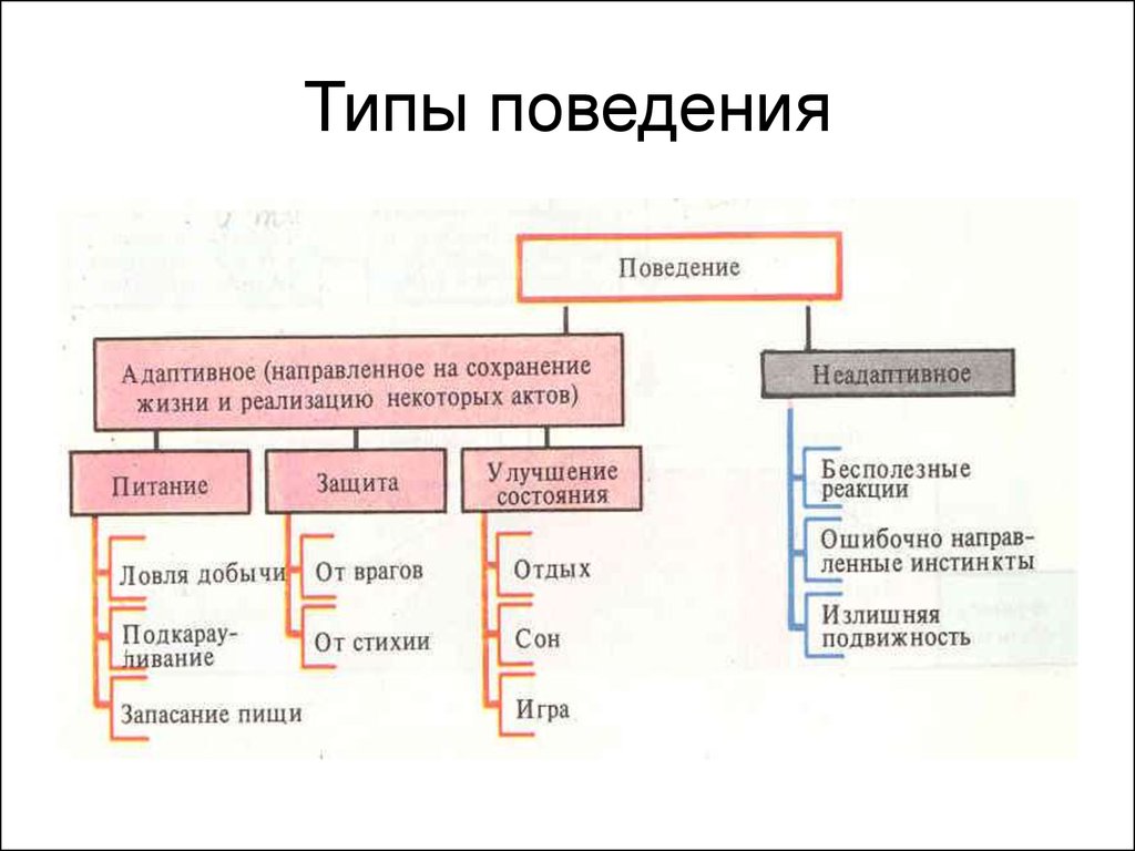 Какие бывают образцы поведения