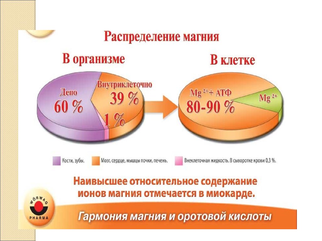 Как магний влияет на организм. Содержание магния в орга. Распределение магния в организме. Роль магния в организме человека. Функции магния в организме человека.