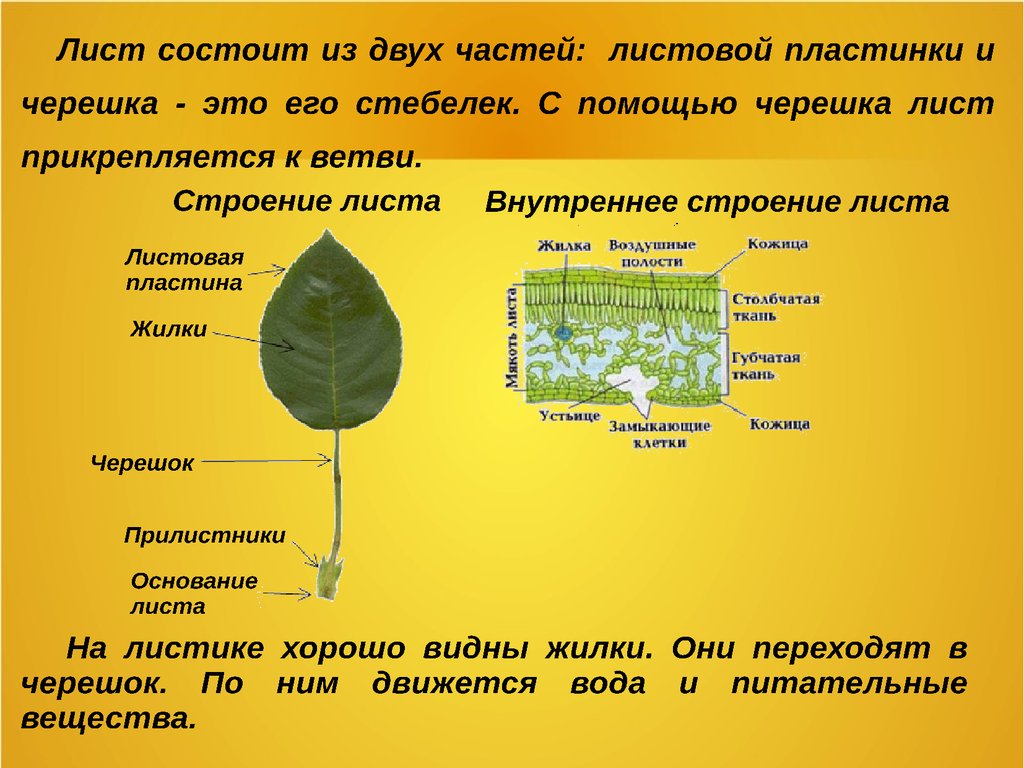 Почему листья на деревьях осенью желтеют а на комнатных растениях нет проект