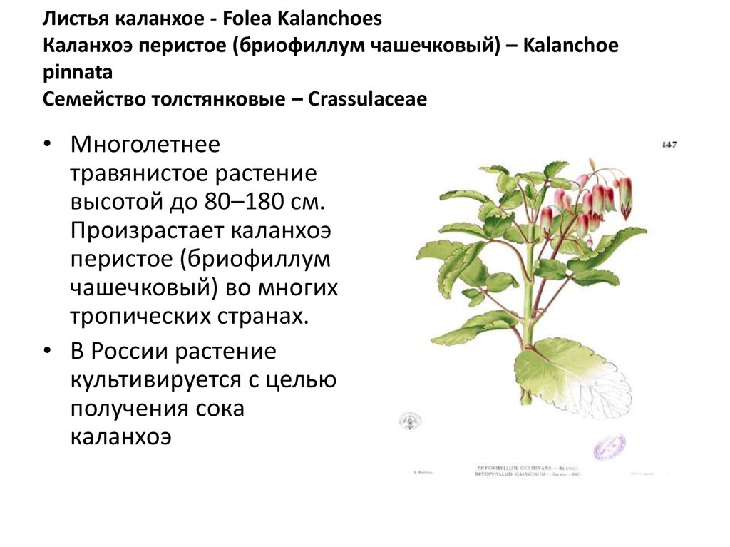 Опишите особенности растений каланхоэ