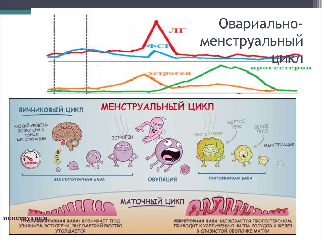 Процесс месячных в организме в картинках