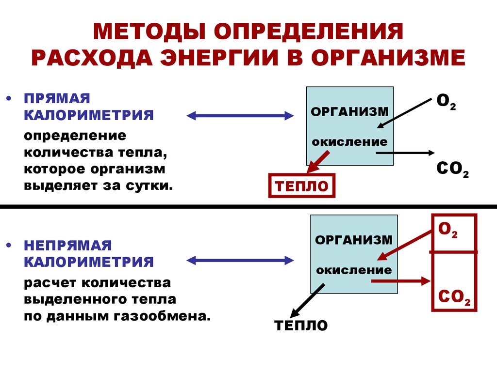 Откуда берется энергия у человека