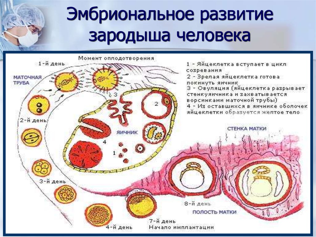 Схема овуляции оплодотворения дробления имплантации