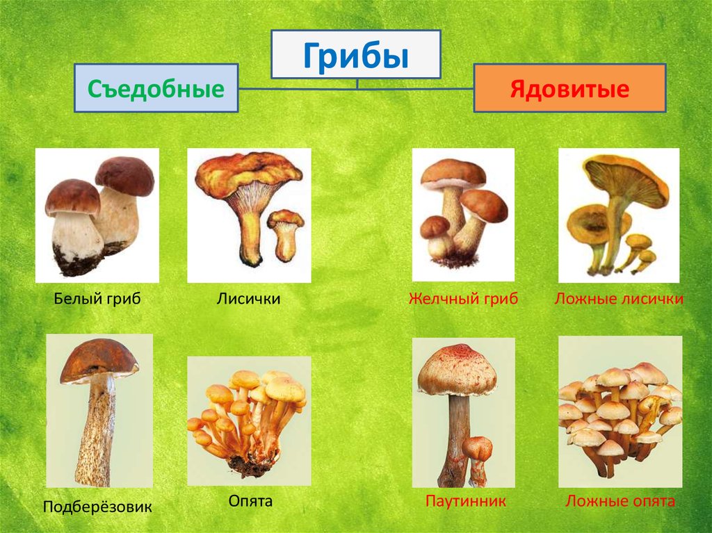 Презентация съедобные и несъедобные грибы средняя группа