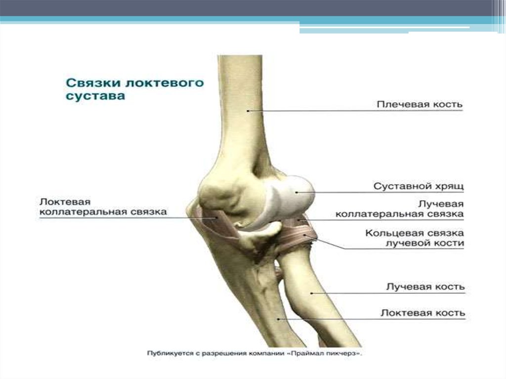 Фото локтевого сустава человека