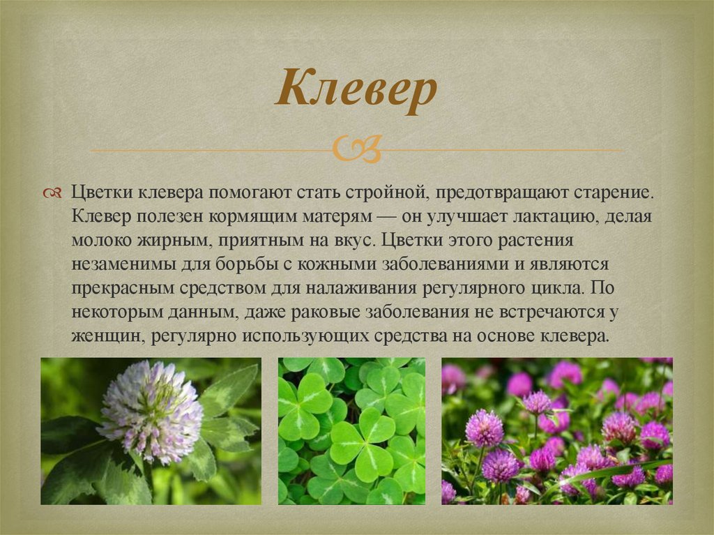 Польза клевера