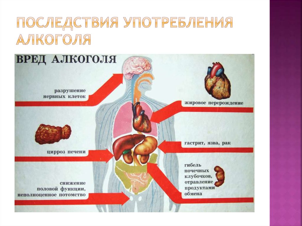 Влияние алкоголя на организм проект