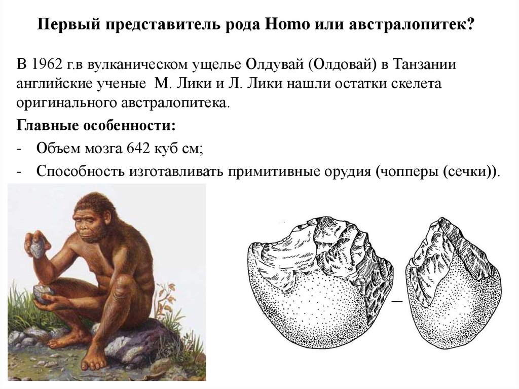 Этапы эволюции человека австралопитек. Первые представители рода homo. Род homo представители Эволюция. Этапы эволюции рода хомо. Ранние этапы эволюции человека.
