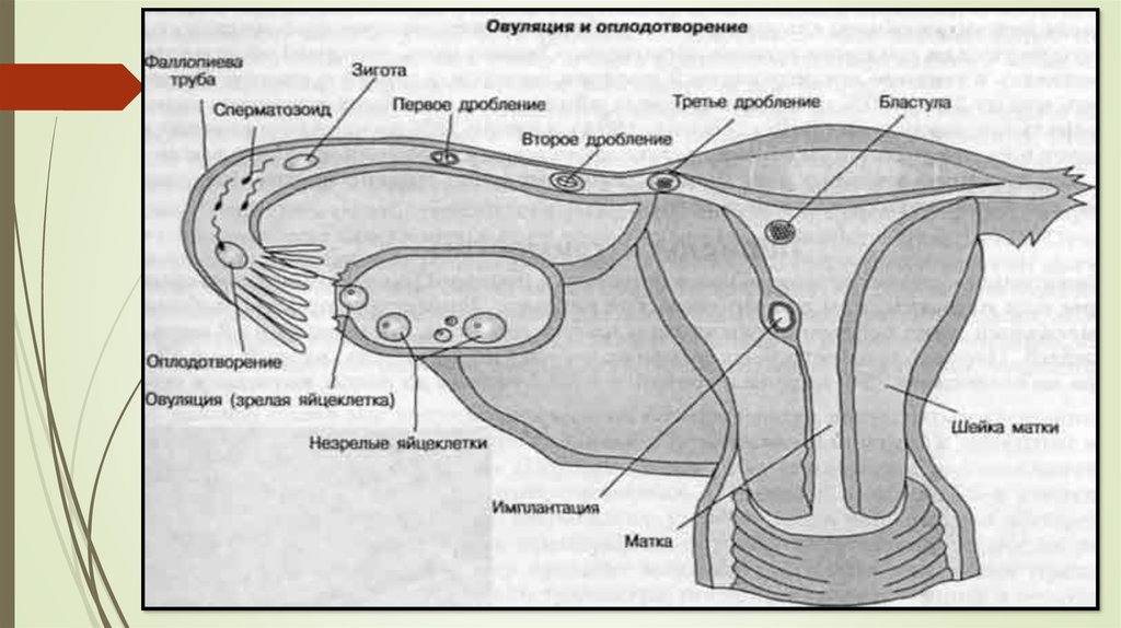 Процесс оплодотворения женщины схема