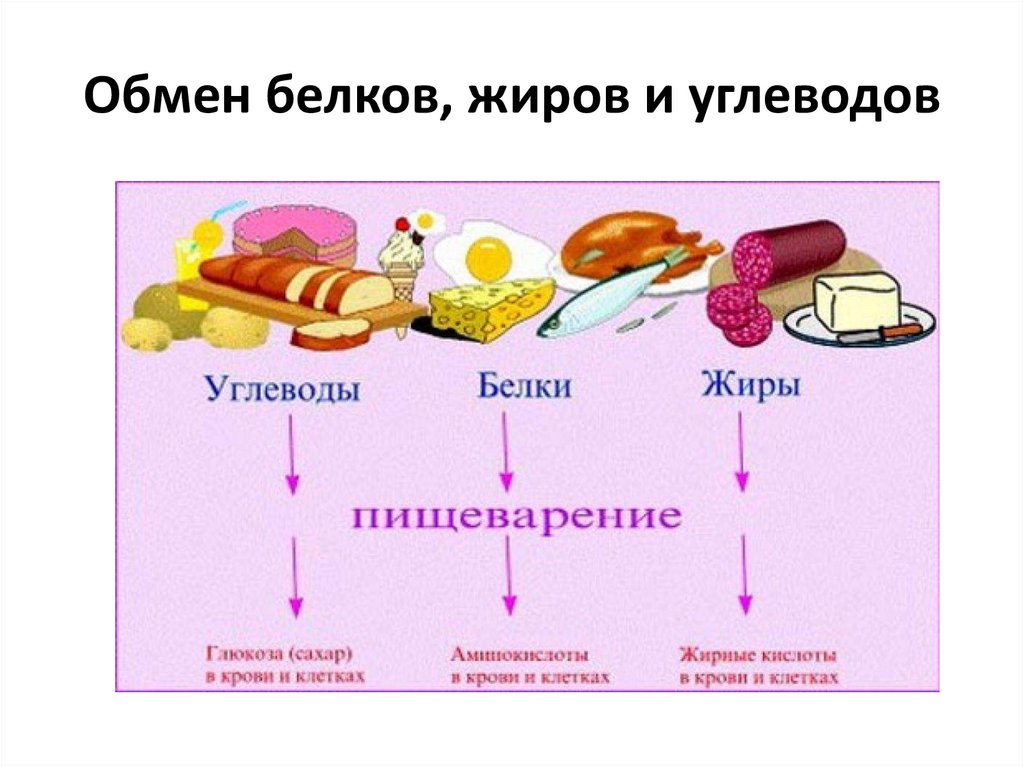 Бжу картинки для презентации