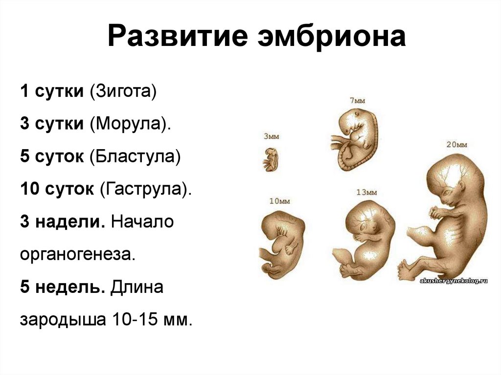 Беременность по неделям развитие плода