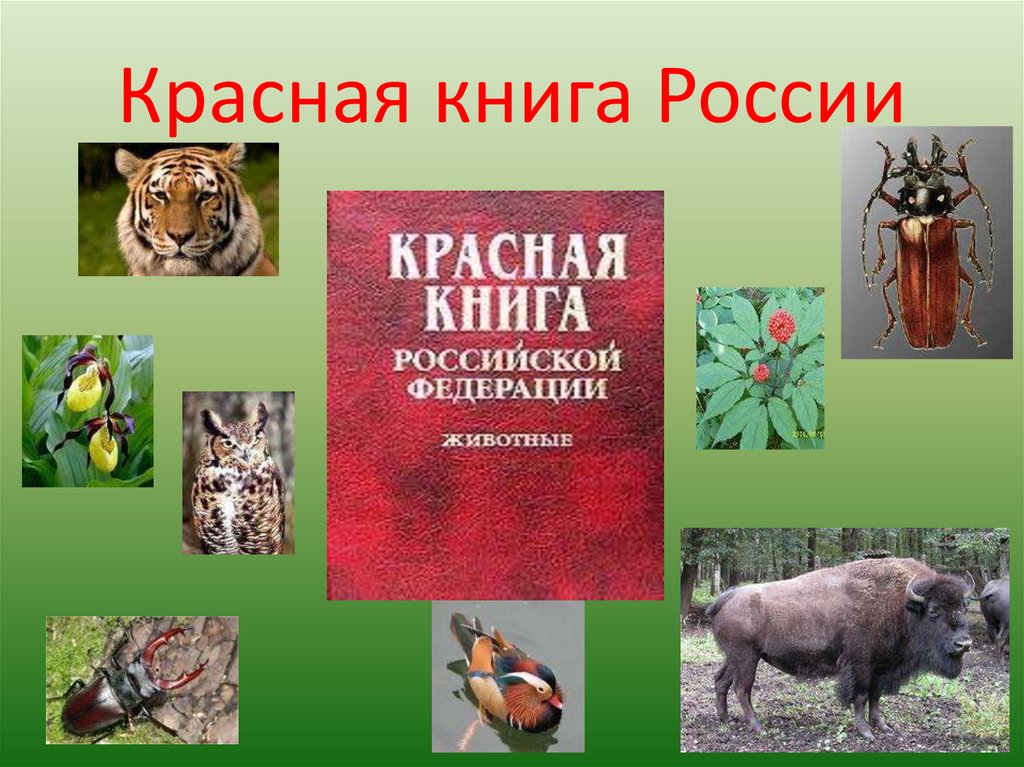 Картинки красной книги россии животные и растения