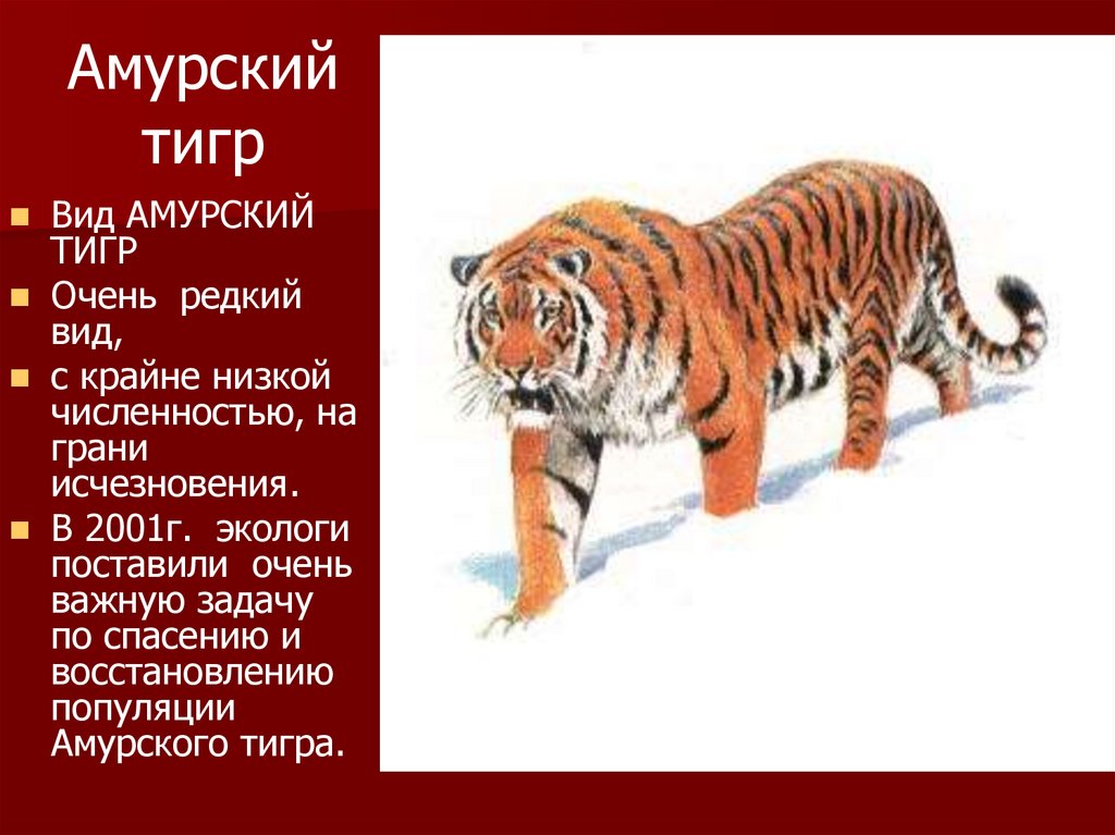 Объяснить тигр. Исчезающие виды животных. Животные из красной книги России. Исчезающие виды животных из красной книги. Вымершие виды животных из красной книги.