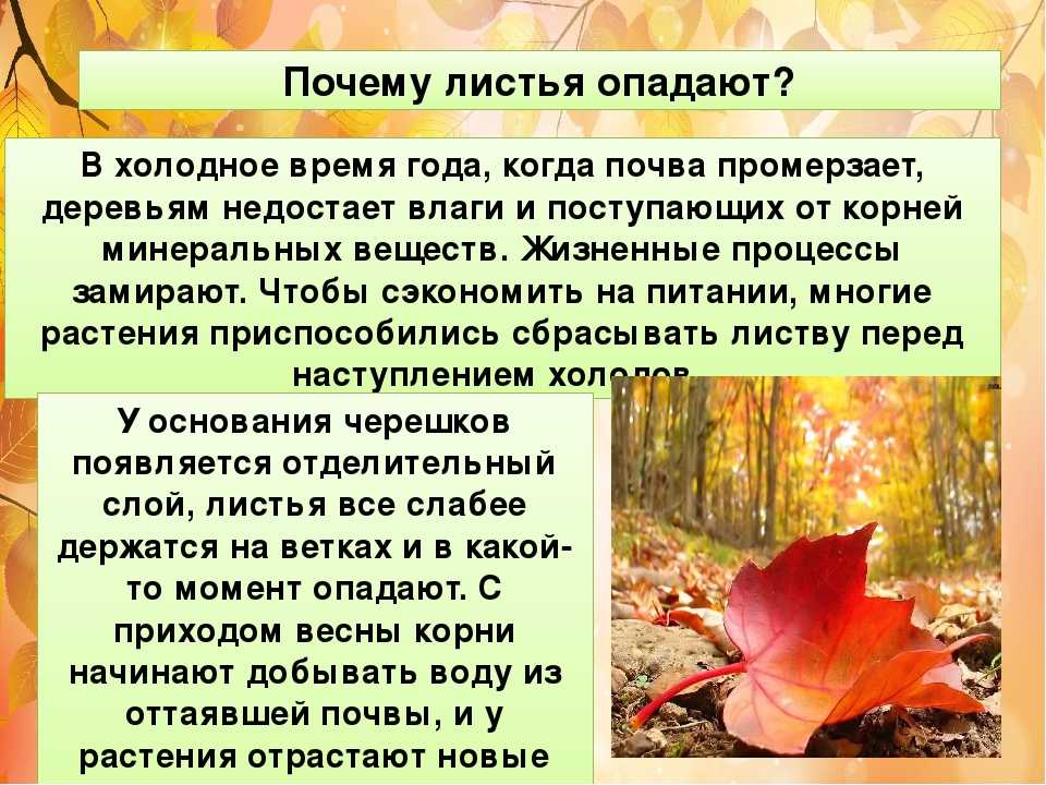 У большинства есть листья. Почему опадают листья. Почему опадают листья осенью. Почему осенью опадают листья с деревьев. Почему осенью падают листья.