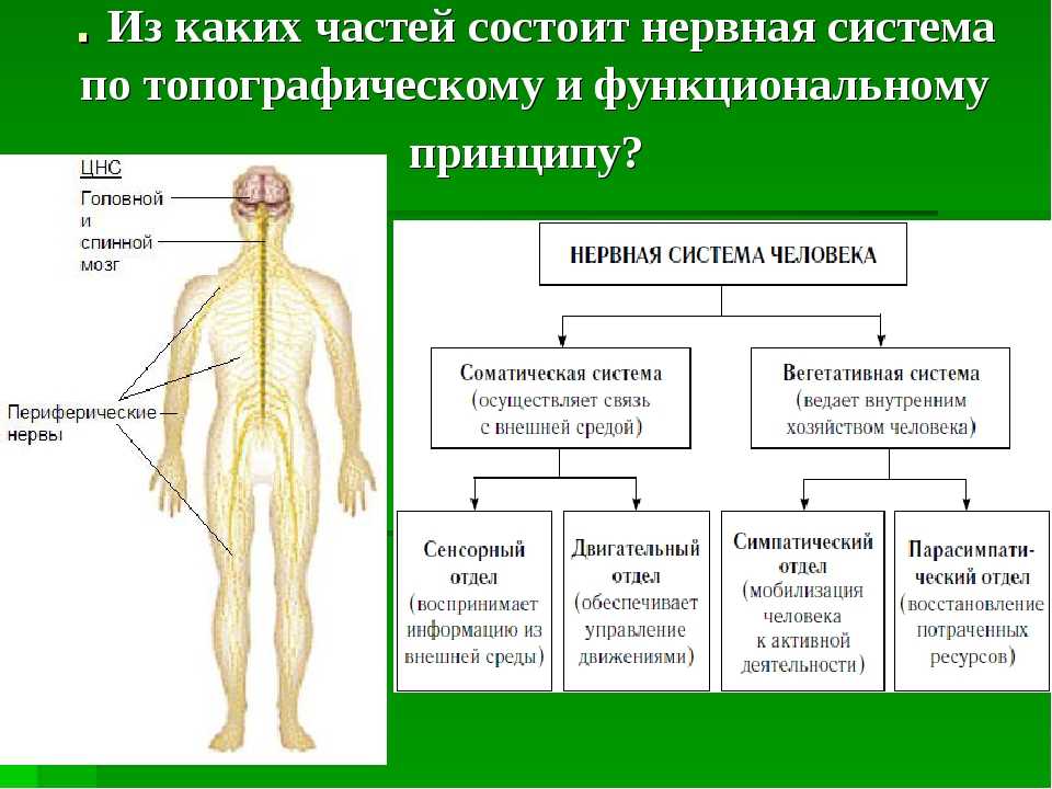 Нервная система человека схема с описанием и фото