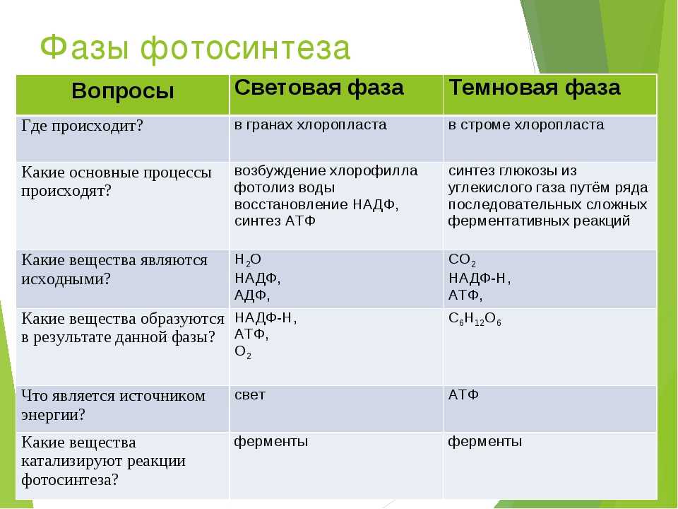 Каким номером на схеме обозначен основной источник энергии для всех процессов в клетке