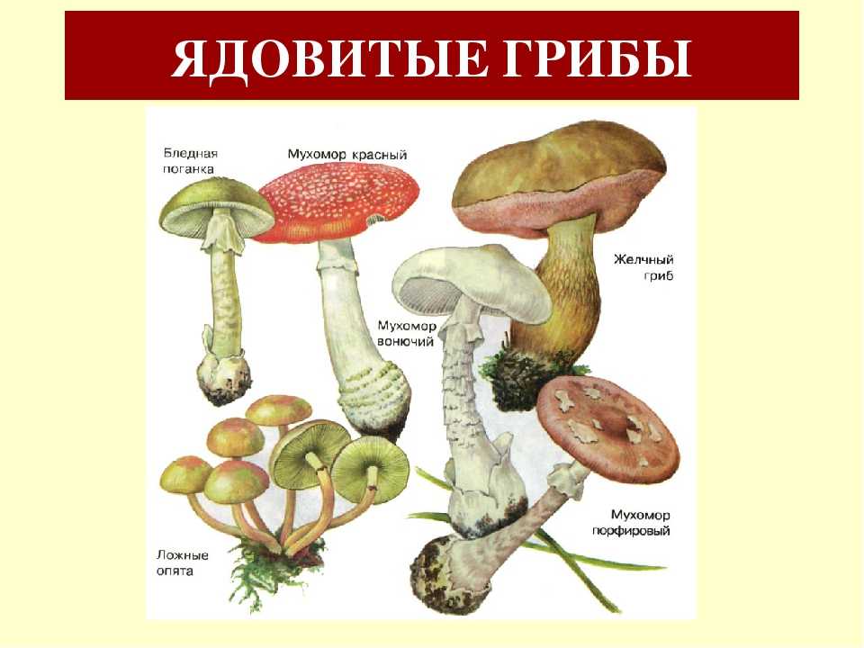 Проект съедобные грибы и несъедобные грибы