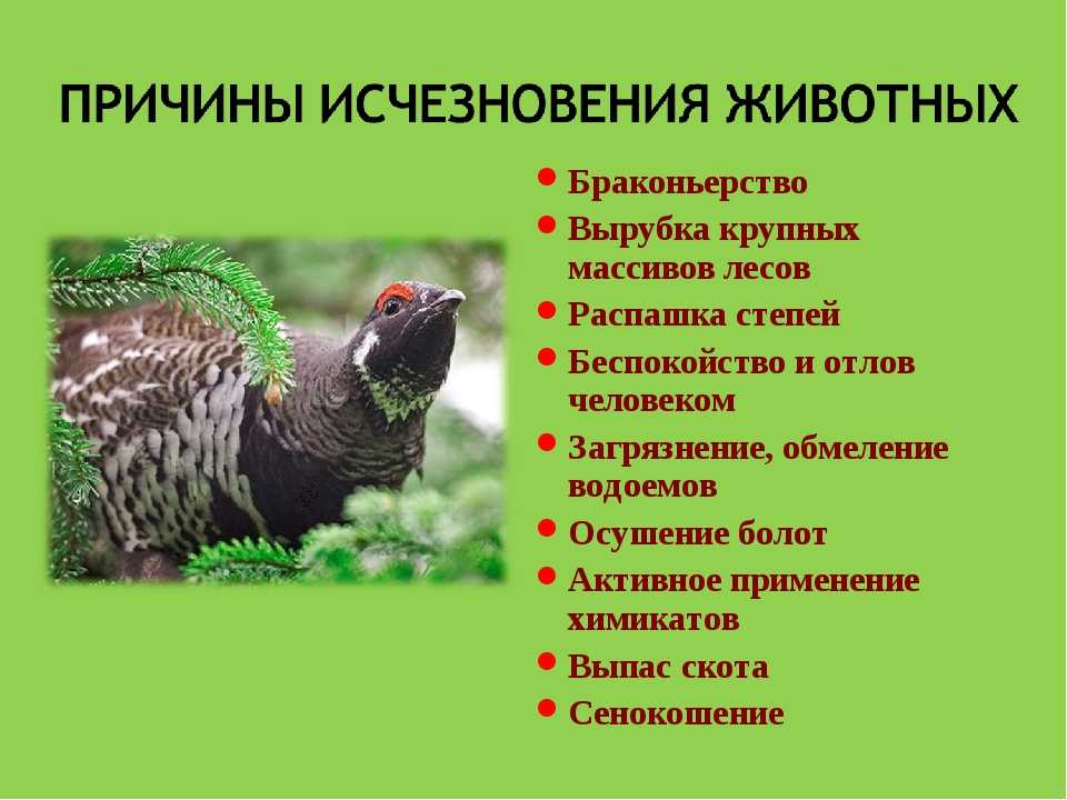 Презентация на тему животные на грани вымирания