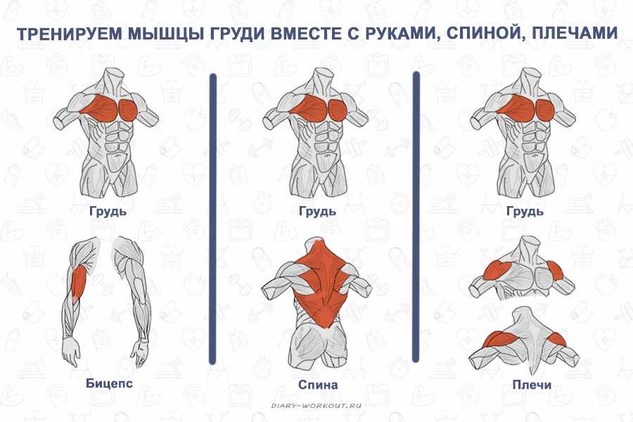 Какие группы тренировать вместе. Упражнения для тренировки мышц грудной клетки. Упражнения на грудную группу мышц. Упражнения на группы мышц груди. Упражнениена грудные Мыцы.