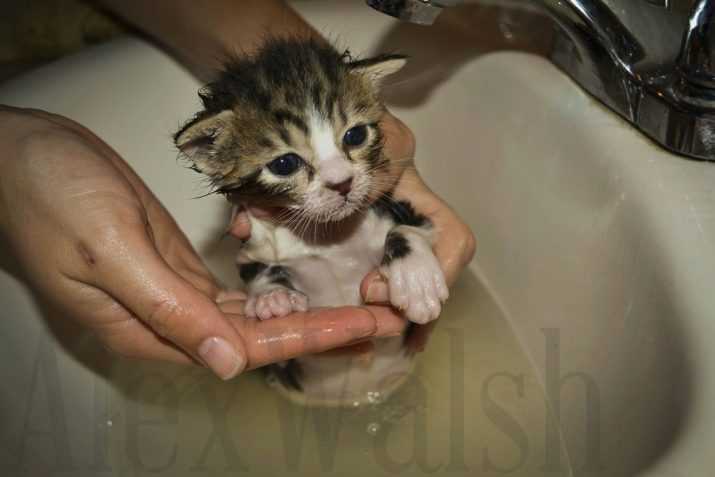 Можно ли сушить кошек феном после того как помыли