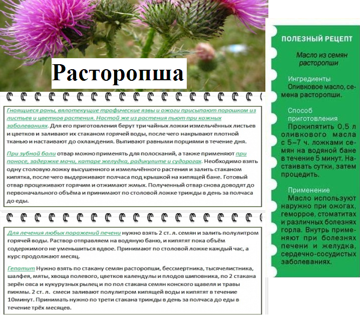 Расторопша для чего. Трава для печени расторопша чертополох. Расторопша полезное растение. Расторопша лечебные качества. Лечебные свойства расторопши.