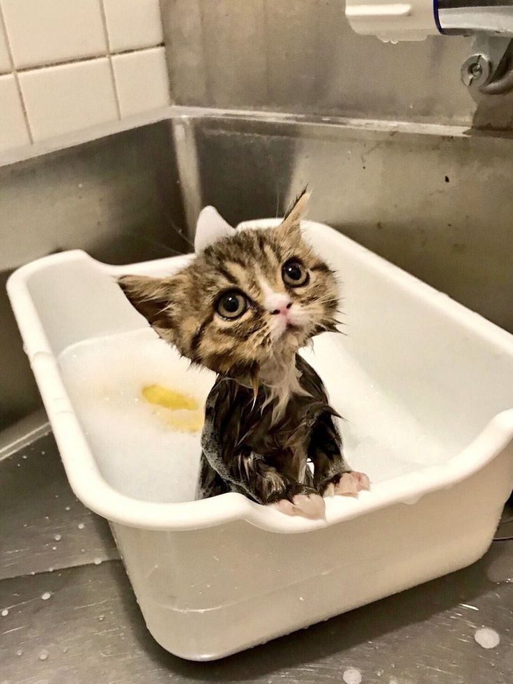 Можно ли сушить кошек феном после того как помыли