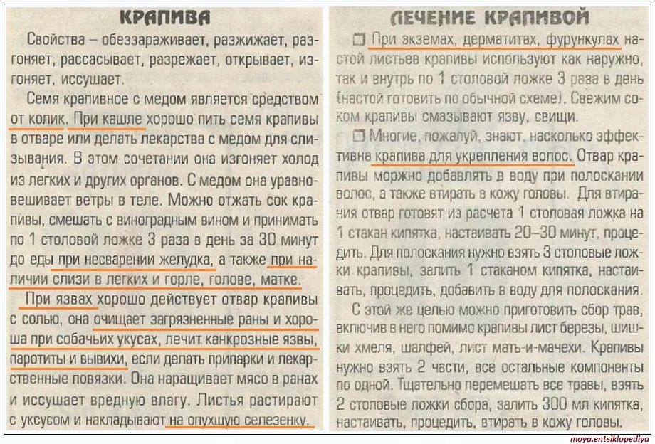 Пить крапиву при месячных. Сколько можно пить крапиву. Отвары из крапивы рецепты. Отвар крапивы рецепт. Крапива как принимать.